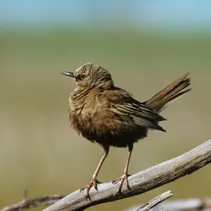 Brown Songlark Brown Songlark