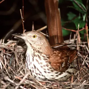 BROWN THRASHER BROWN THRASHER