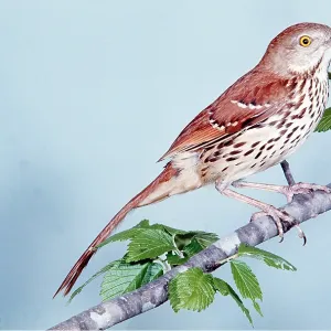 BROWN THRASHER - on branch