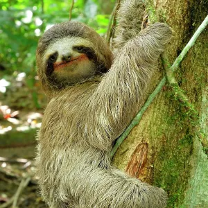 Brown-throated Three-toed Sloth - Hanging from tree Brown-throated Three-toed Sloth - Hanging from tree