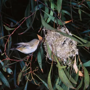 Brown Weebill Brown Weebill