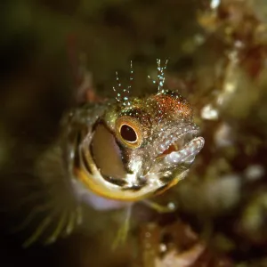 Browncheek Blenny