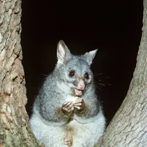 BRUSH-TAIL POSSUM - sitting in tree BRUSH-TAIL POSSUM - sitting in tree