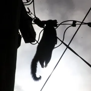 Brush-tailed Possum - dead female electrocuted Brush-tailed Possum - dead female electrocuted