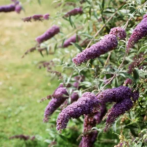 BUDDLEIA BUDDLEIA