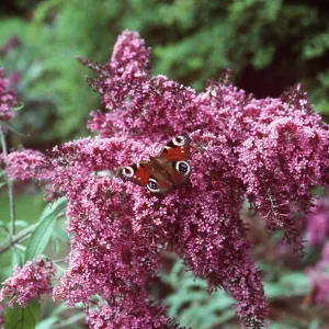 Buddleia and Peacock Butterfly Buddleia and Peacock Butterfly
