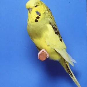 BUDGERIGAR - Dominant Pied opaline grey green cock BUDGERIGAR - Dominant Pied opaline grey green cock