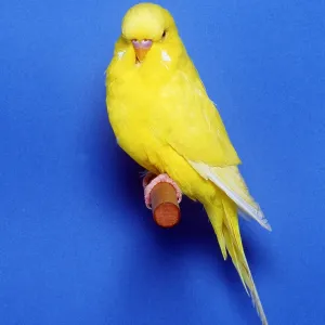 BUDGERIGAR - Lutino variety, cock / male BUDGERIGAR - Lutino variety, cock / male