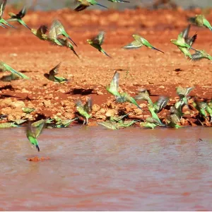 BUDGERIGARS - flock at waterhole BUDGERIGARS - flock at waterhole