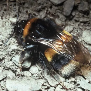 BUFF-TAILED BUMBLEBEE BUFF-TAILED BUMBLEBEE