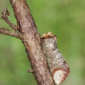 Buff-tip moth (Phalera bucephala) perched on twig, Veneto, Italy Buff-tip moth (Phalera bucephala) perched on twig, Veneto, Italy