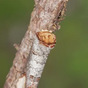 Buff-tip moth (Phalera bucephala) perched on twig, Veneto, Italy Buff-tip moth (Phalera bucephala) perched on twig, Veneto, Italy