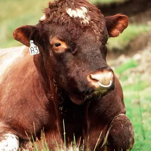 BULL LYING ON GRASS - close up of head showing ring in nose BULL LYING ON GRASS - close up of head showing ring in nose
