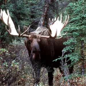 BULL MOOSE