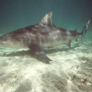 BULL SHARK BULL SHARK