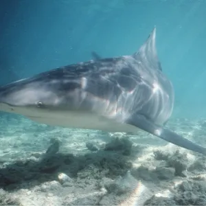 BULL SHARK BULL SHARK