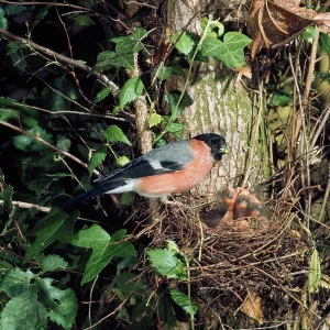 Bullfinch - male with chicks Bullfinch - male with chicks