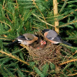 Bullfinches - pair at nest in fir tree Bullfinches - pair at nest in fir tree