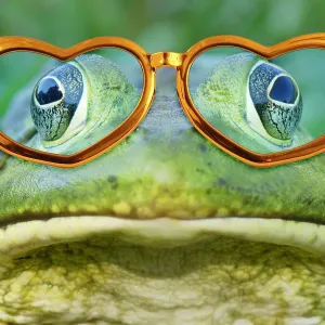 Bullfrog wearing gold spectacles Bullfrog wearing gold spectacles