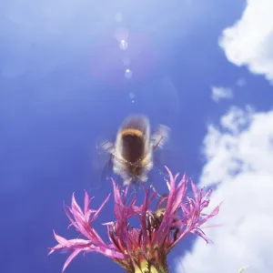 BUMBLEBEE - In flight at Cornflower BUMBLEBEE - In flight at Cornflower