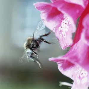 BUMBLEBEE - in flight, by foxglove BUMBLEBEE - in flight, by foxglove