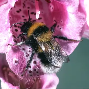 BUMBLEBEE ON FOXGLOVE BUMBLEBEE ON FOXGLOVE