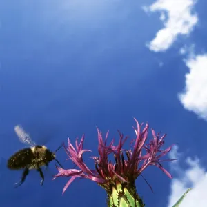 BUMBLEBEE -IN FLIGHT by Cornflower BUMBLEBEE -IN FLIGHT by Cornflower