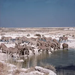 Burchell's / Common / Plains ZEBRA - Drinking at water hole Burchell's / Common / Plains ZEBRA - Drinking at water hole