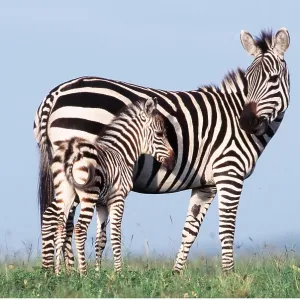 Burchell's / Common / Plains ZEBRA - female & foal