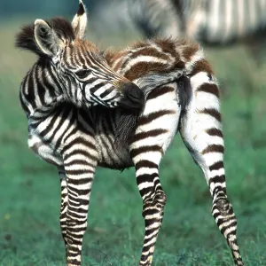 Burchell's / Common / Plains ZEBRA - foal grooming