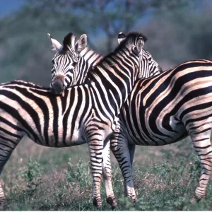 Burchell's / Common / Plains ZEBRA - mutual grooming Burchell's / Common / Plains ZEBRA - mutual grooming
