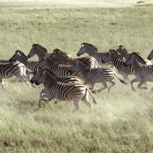 Burchell's / Common / Plains ZEBRA - stampede Burchell's / Common / Plains ZEBRA - stampede