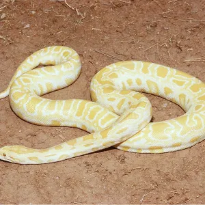 BURMESE PYTHON - ALBINO BURMESE PYTHON - ALBINO