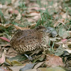 BUSTARD QUAIL / Barred Button Quail / Barred Buttonquail BUSTARD QUAIL / Barred Button Quail / Barred Buttonquail