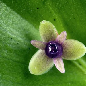 Butcher's Broom - close-up flower - example of Butcher's Broom - close-up flower - example of