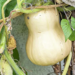 Butternut squash, Cucurbita moschata Early Butternut Butternut squash, Cucurbita moschata Early Butternut