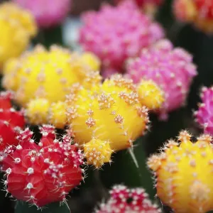 Cactus, Close up shot of multi coloured cactii.---- Cactus, Close up shot of multi coloured cactii.----