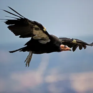 California Condor - in flight