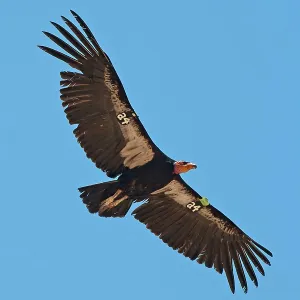 California Condor in flight above Grand Canyon reintroduced California Condor in flight above Grand Canyon reintroduced
