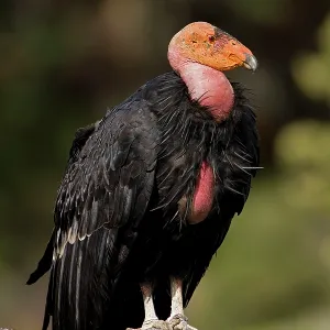 California Condor - On rock