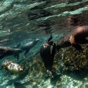 California Sea lion