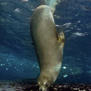 California Sea lion