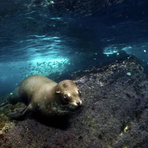 California Sea lion