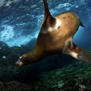 California Sea lion