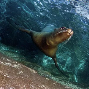California Sea lion