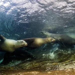 California Sea lion