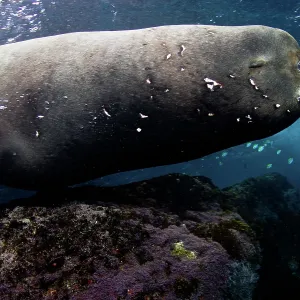 California Sea lion Bull