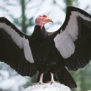 Californian CONDOR - with wings outstretched Californian CONDOR - with wings outstretched
