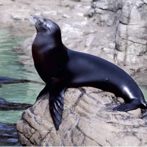 CALIFORNIAN SEALION - on rock CALIFORNIAN SEALION - on rock