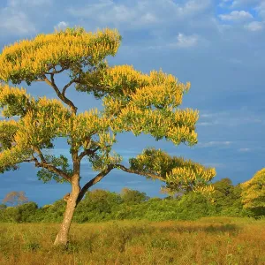 Cambara Tree - bright yellow blooming Cambara trees Cambara Tree - bright yellow blooming Cambara trees